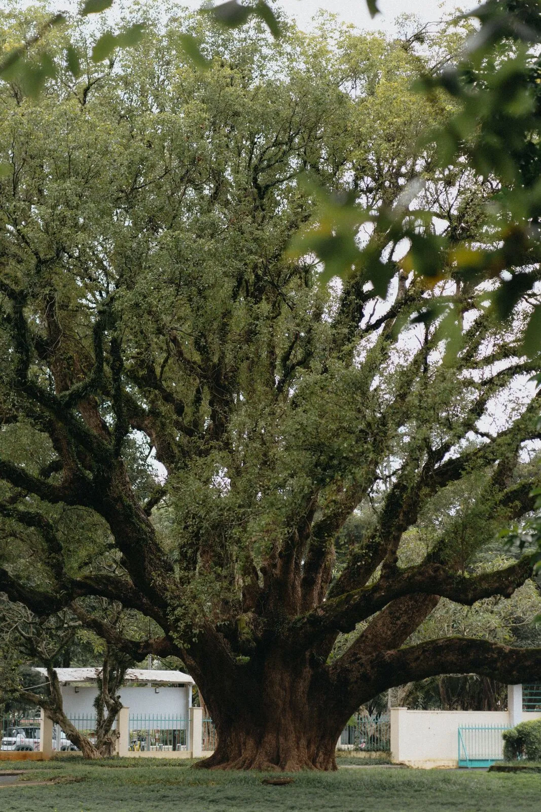 Tree & Arbor Care by GRC Services on a South Florida commercial property