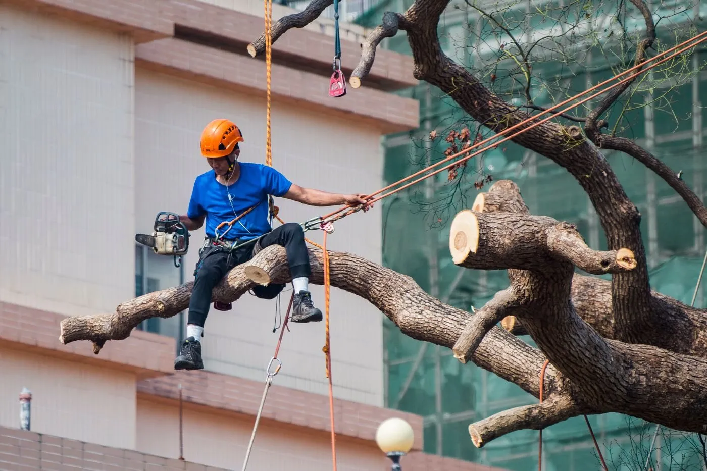 A certified arborist trimming a royal palm